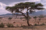 Kenya Tree
